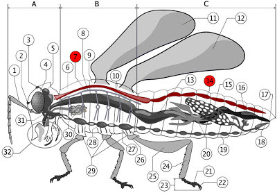 Natural Science 2: Circulatory system in insects