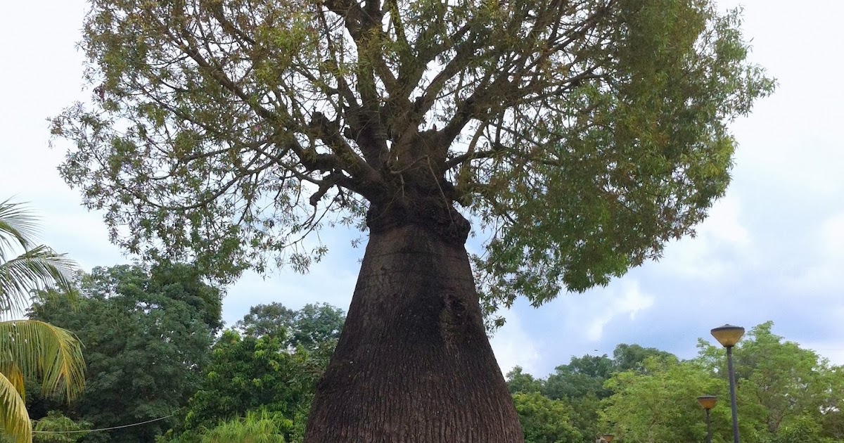 Singapore Plants Lover Bottle Tree Park