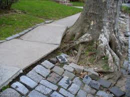 Do you have sidewalk damage from trees?