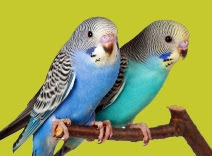 burung parkit jantan betina burung parkit jantan betina