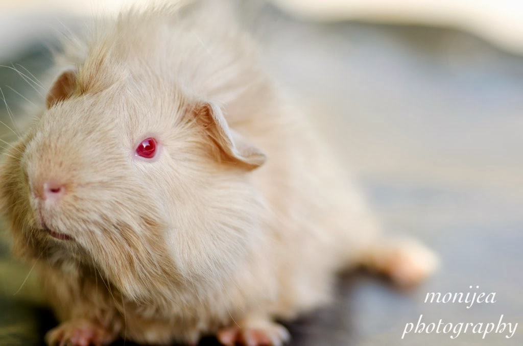 The Guinea Pig Daily Lilac