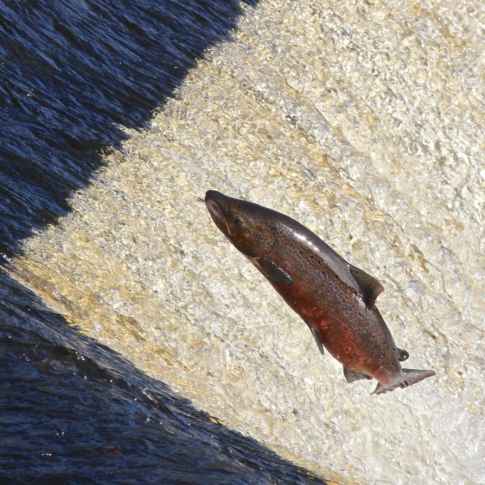 TrogTrogBlog Leaping salmon at Hexham weir