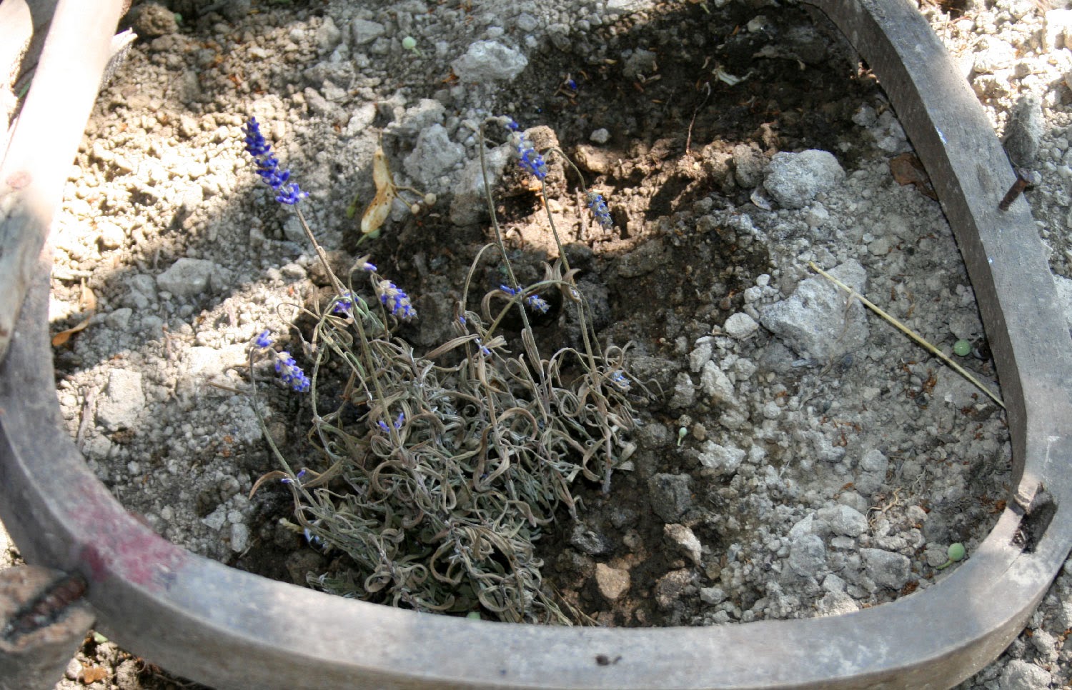 Lavender not looking very healthy Lavender not looking very healthy