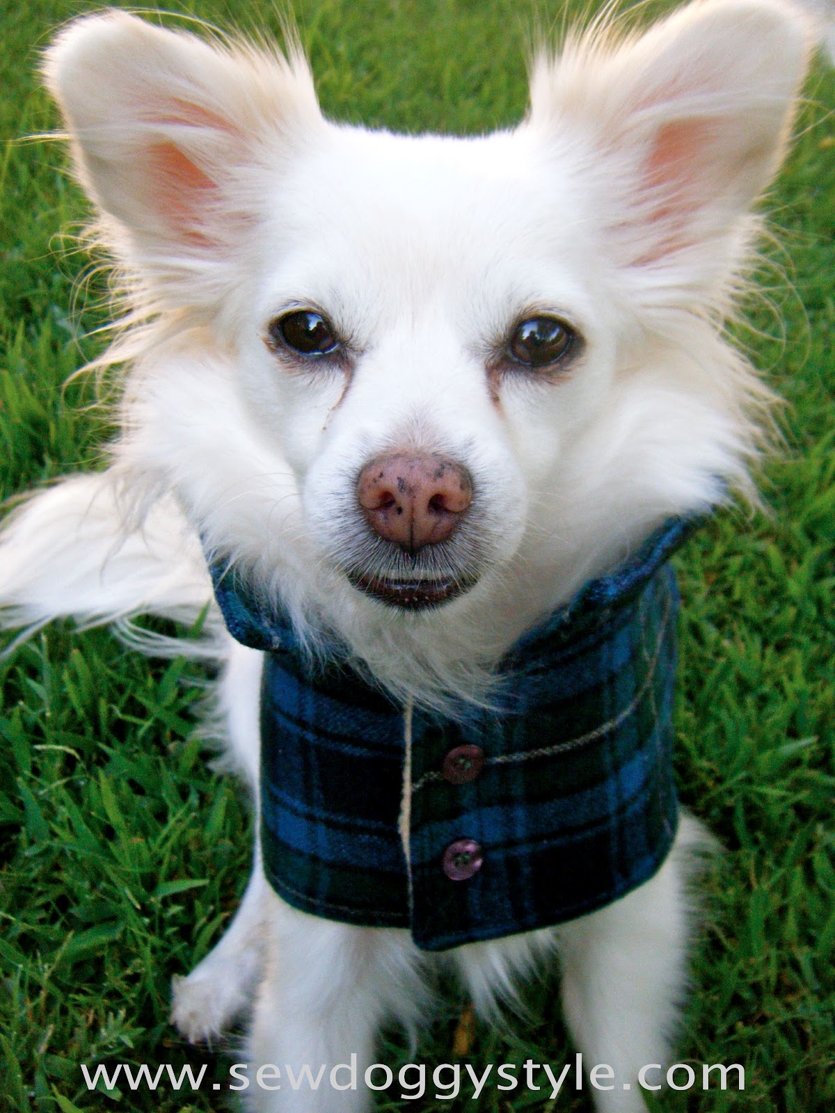 DIY Pet Coat Pattern Sewing it Together! bevykona