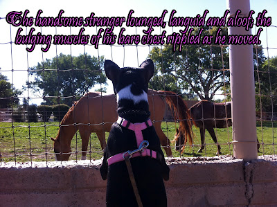 Nailah the basenji rescue dog Nailah the basenji rescue dog - BRaT Blog post