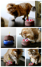 Cats don't know what to do with birthday cake.