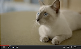 video pasal insurance