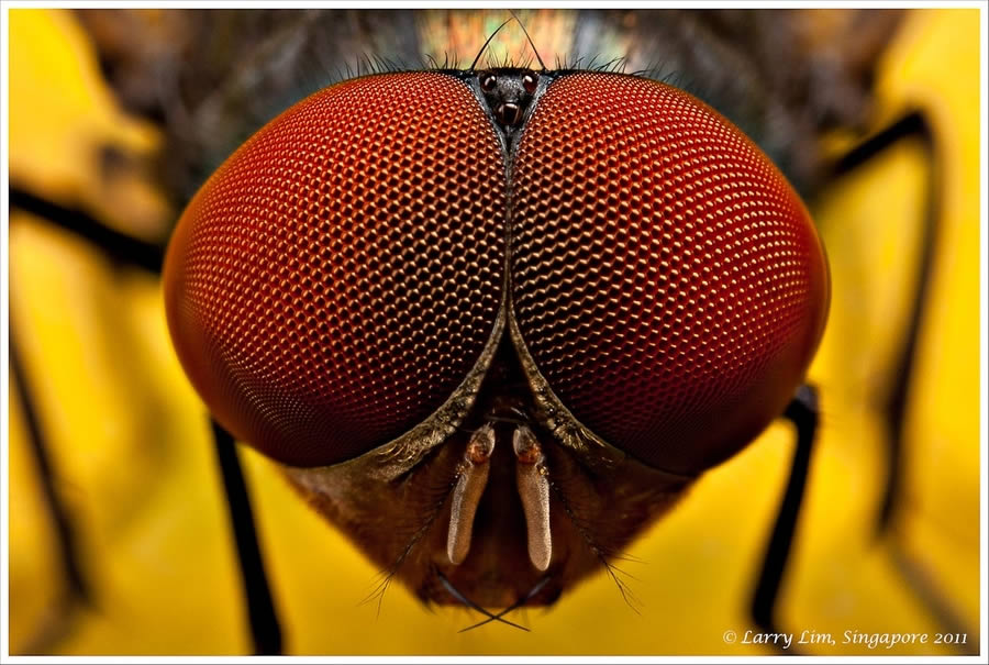 How many eyes does a fly have?