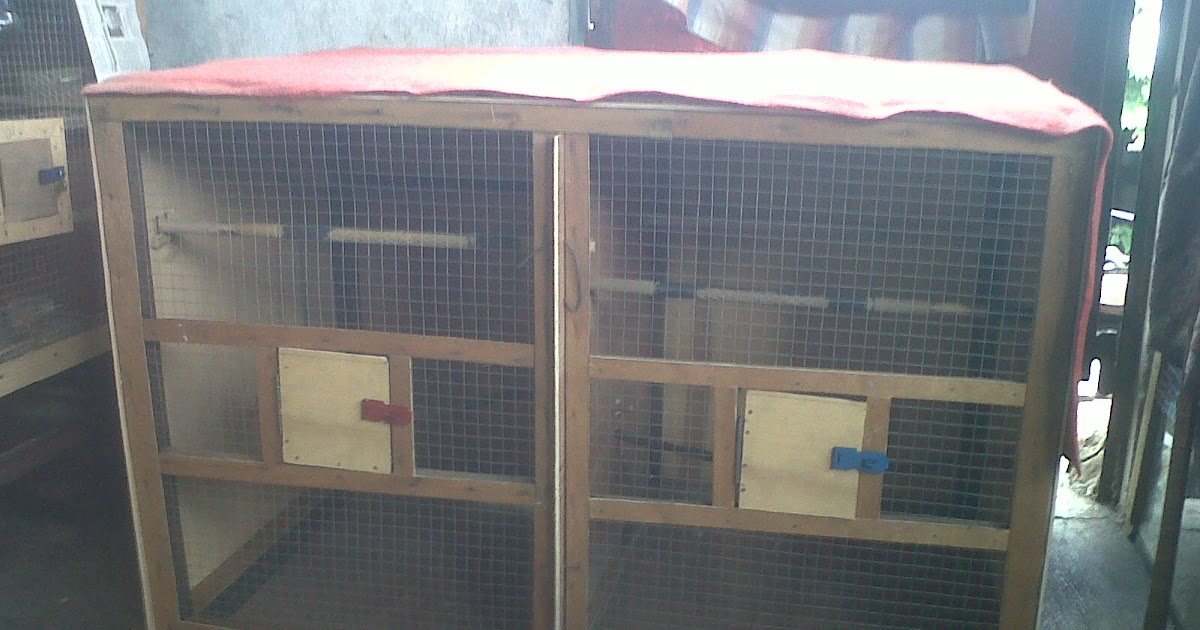 Ukuran Kandang Untuk Ternak Kenari Ternak Burung Kenary