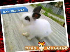 Diva Rabbits Collections