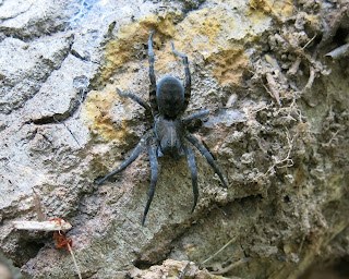 Carolina Wolf Spider 2, Sunday, September 06, 2015, 4:42:27 PM