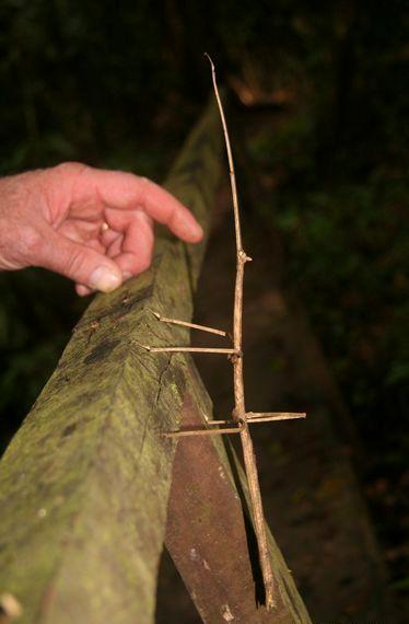 Unbelievable Stick Bug Larva Footage Nature S Hidden Wonders - uodh4vu