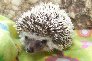 Hedgie's Nature Journal : Hedgehog Behaviour 🐾