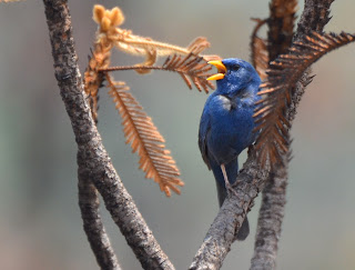 Blue Finch, Porphyrospiza caerulescens