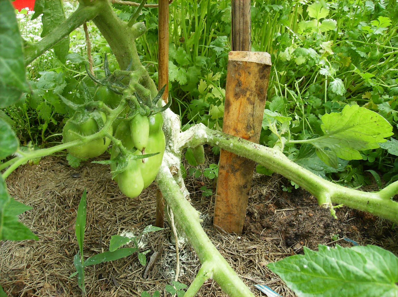 The Rusted Vegetable Garden How to Repair Damaged Tomato