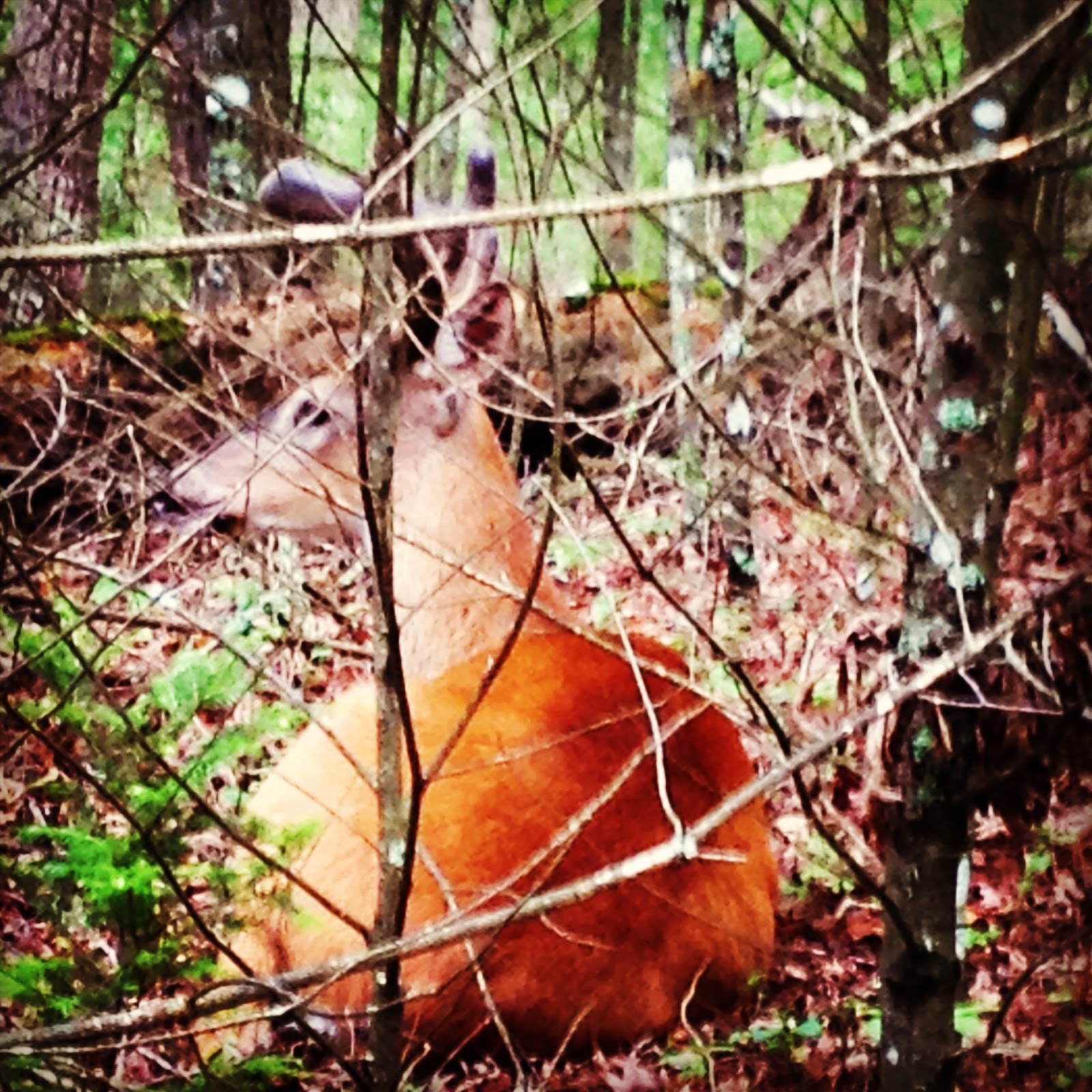 From This Side of the Pond Somewhere in the Smoky Mountain Rain