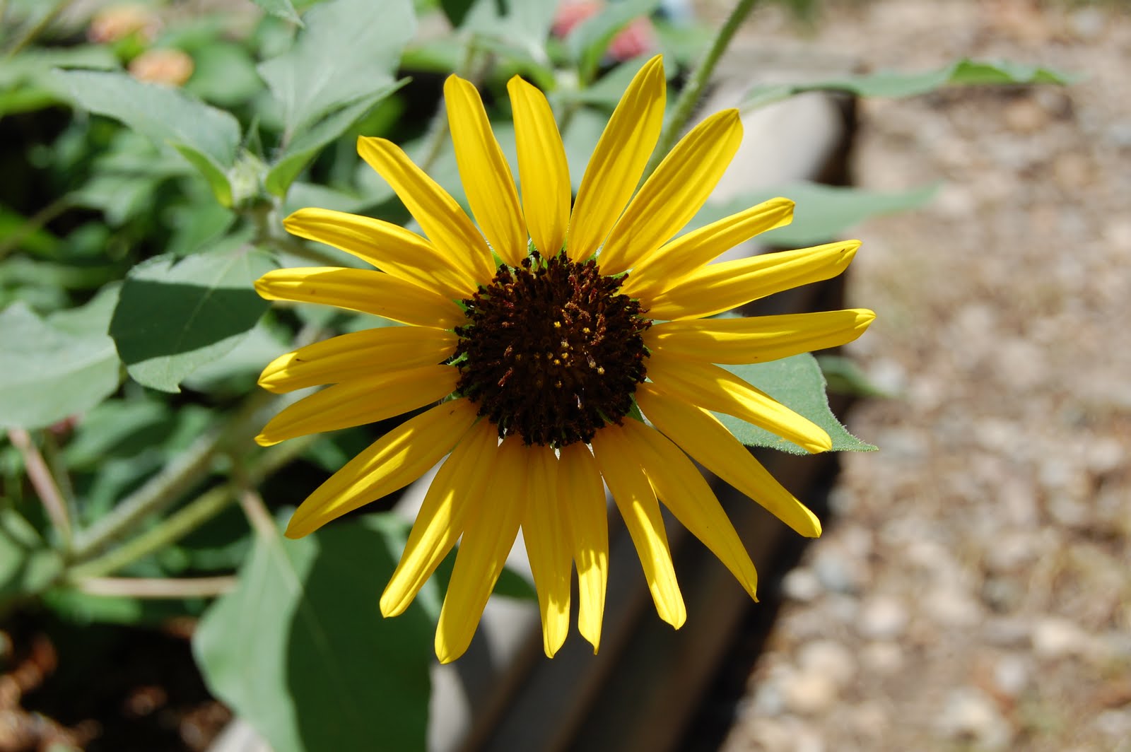 Brenda's "Texas Wild" Garden The Wild Texas Sunflower