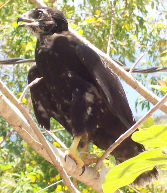 birdwatching nature tours Nicaragua
