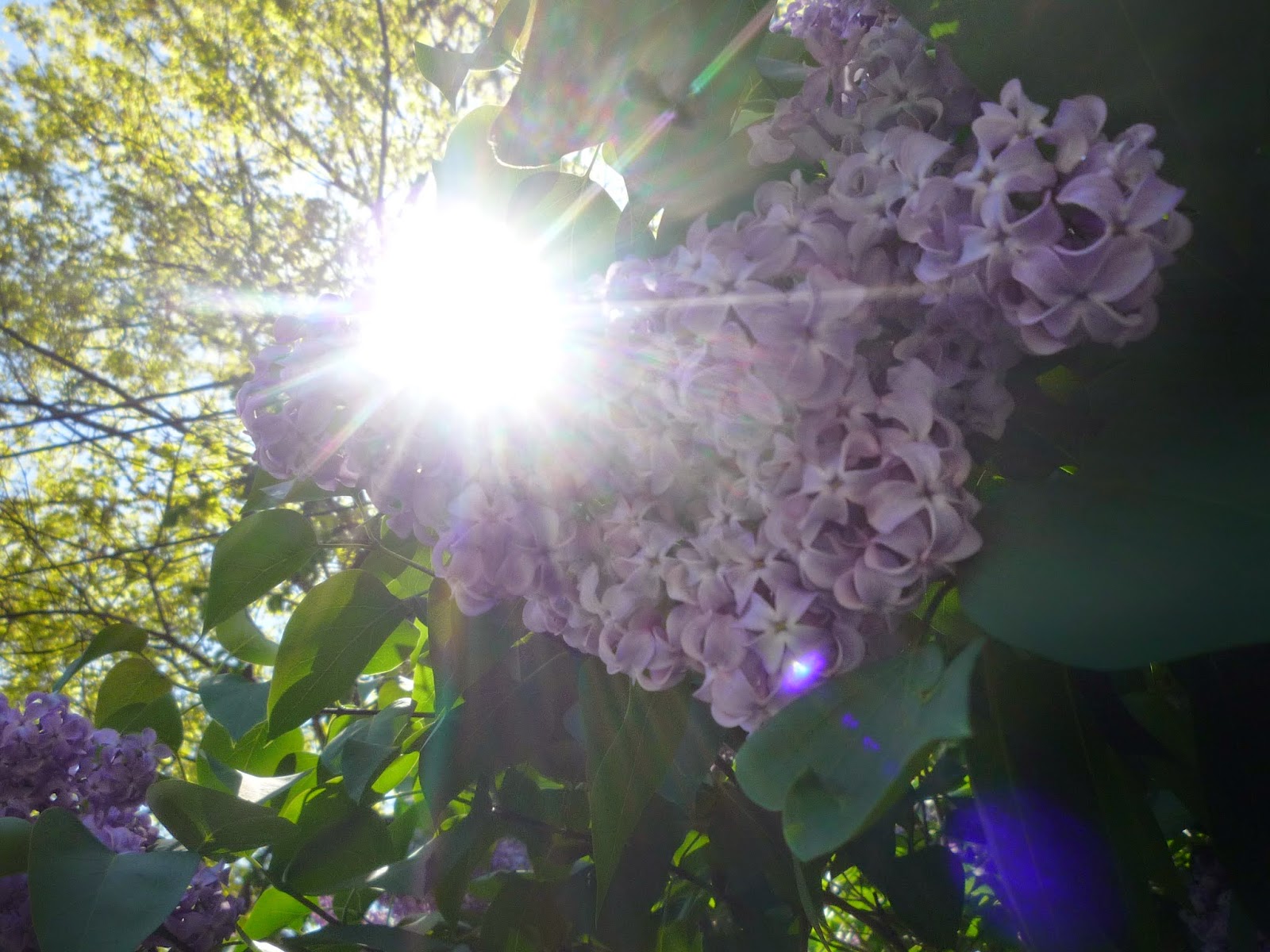 Lilacs on Memorial weekend. South Burlington, Vermont South