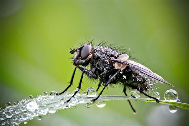 Fotos em macro de insetos molhados