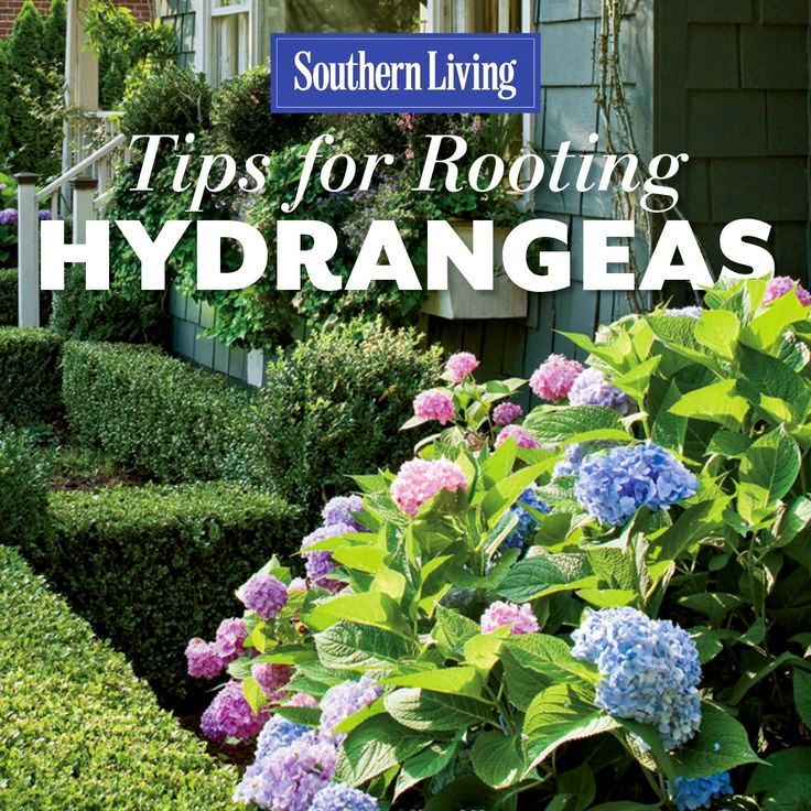 Creative Ideas Amazing Garden Tricks!