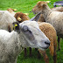 Du pain, des géants, des moutons et des tracteurs