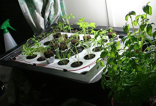 Aeroponics Aeroponics