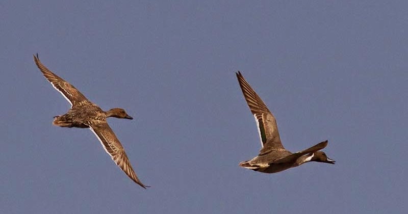 ZAGROS NATURE IMAGES: Northern Pintail