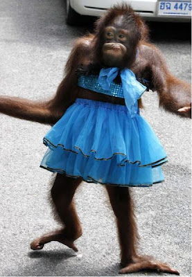 Cute and Funny Animals-Cute and Funny Animals pictures funny humor pics
