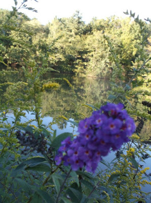 Future Plants By Randy Stewart Butterfly Bush
