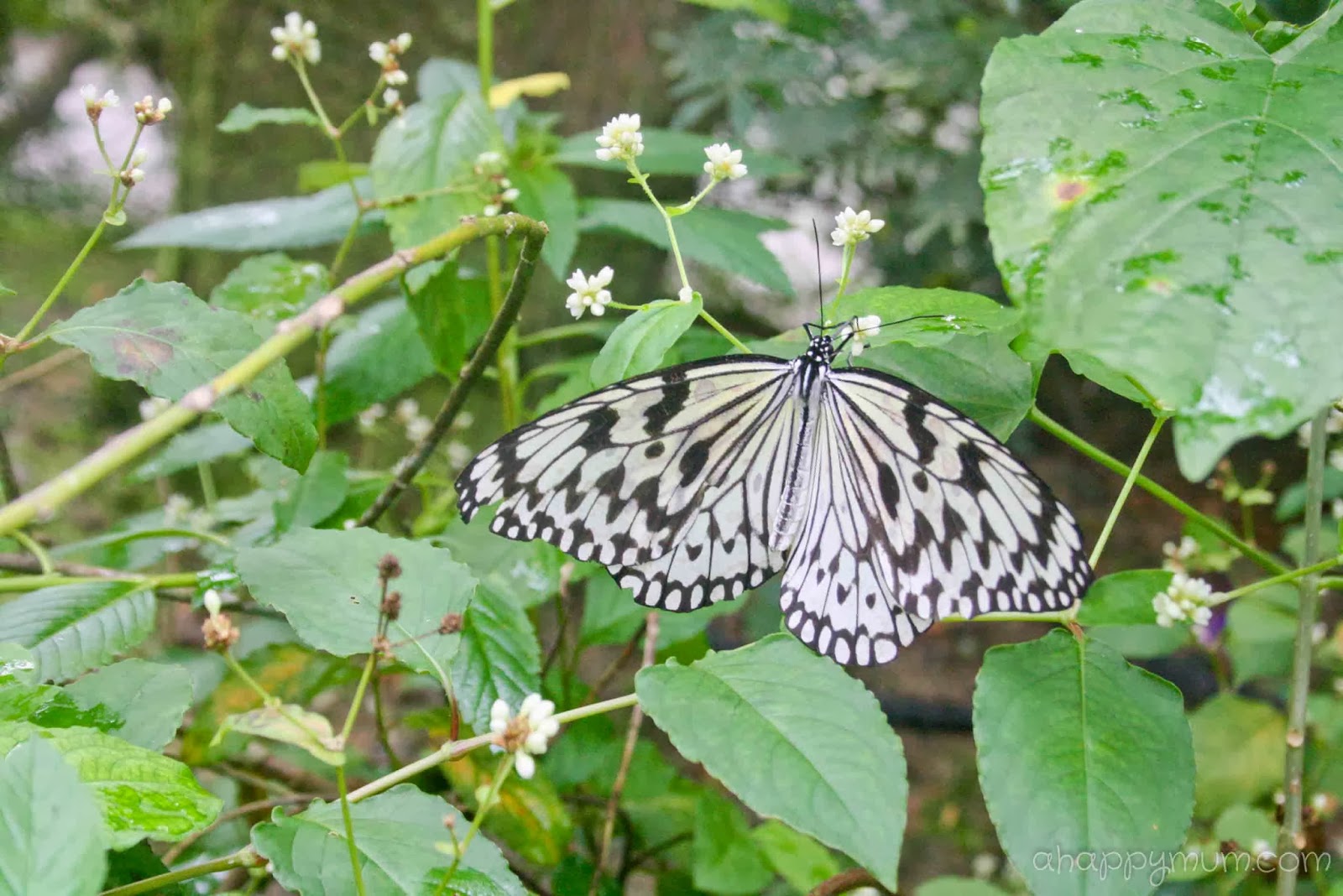Butterflies Of Singapore Feb 17 2019