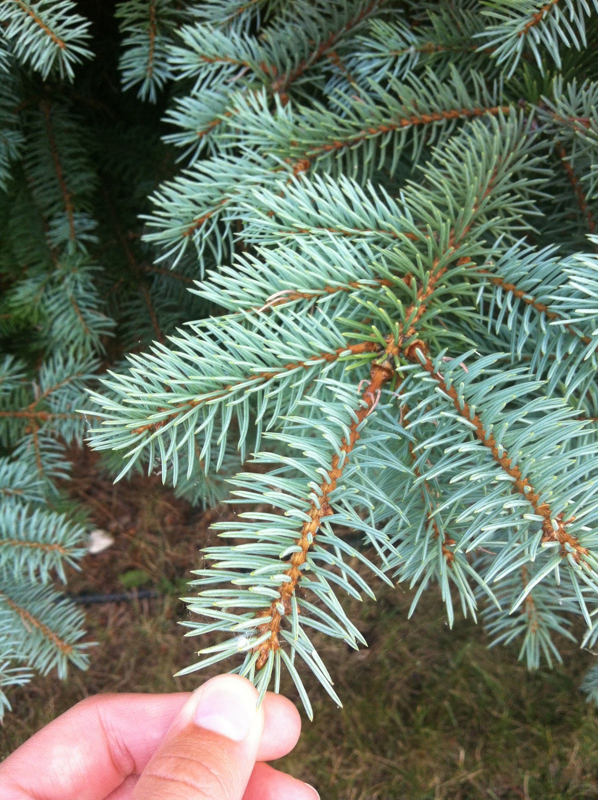 AP Bio Blog 2012 Gymnosperm Leaf