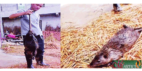 Throughout Rat 1 Meter makes Chinese Farmers shocked Rat-mouse
