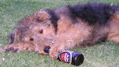 Funny DOG Pictures