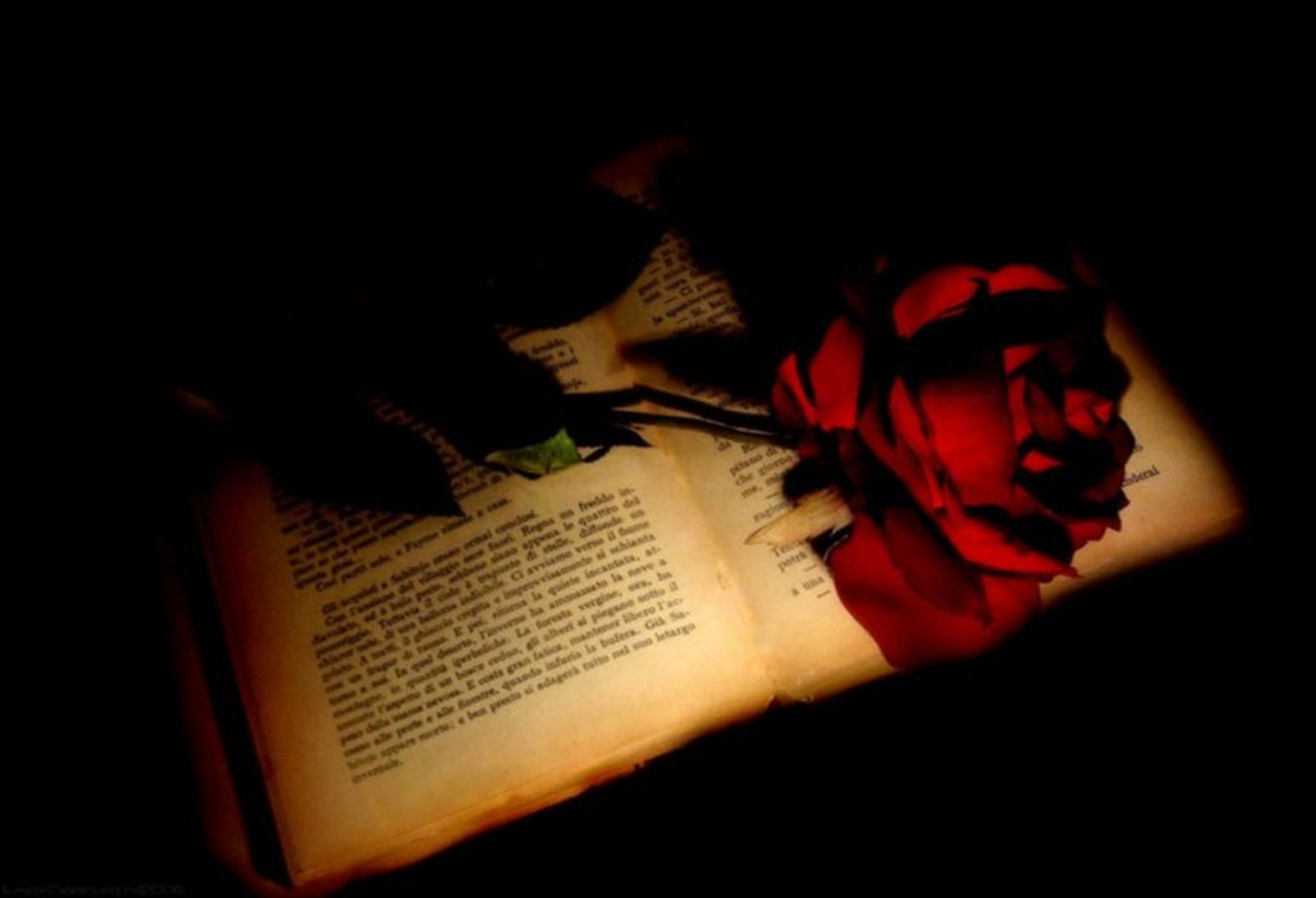 black roses book black roses book