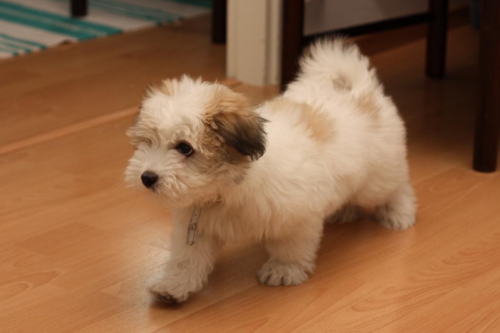Coton de Tulear pentuja Ennakko varauksia ja lisätietoa