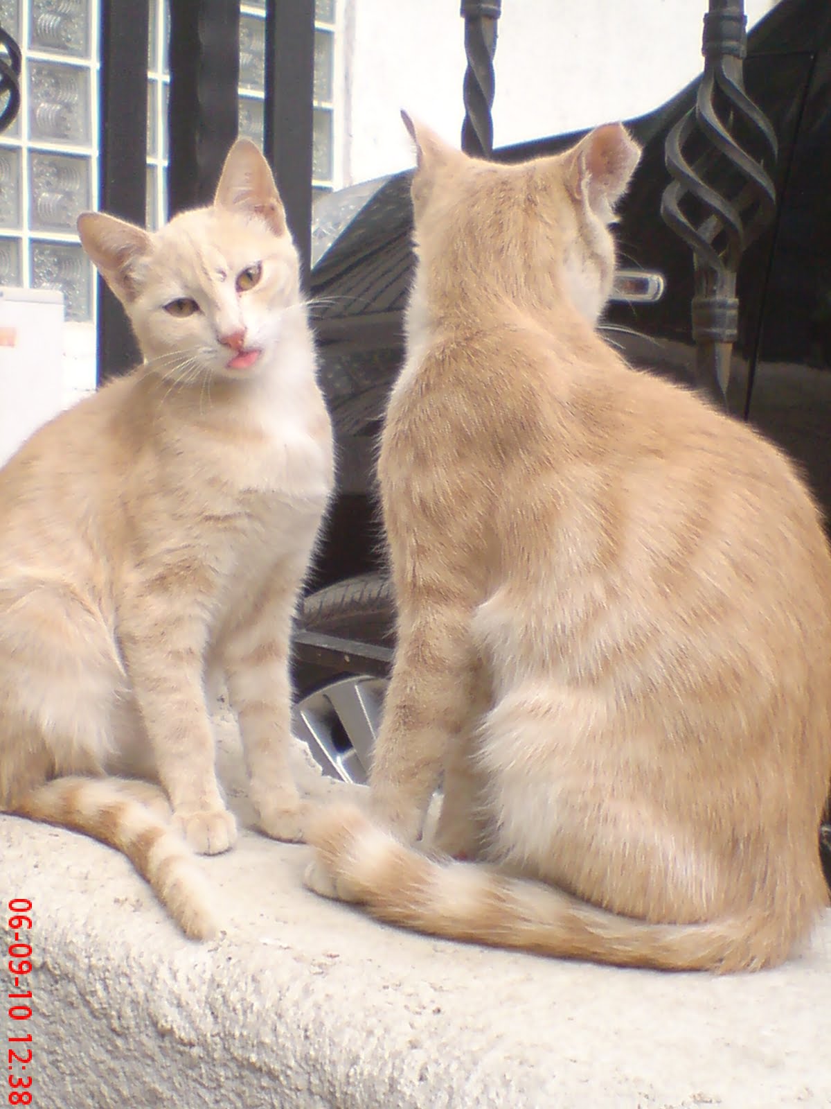 Yaşamın Bereketi KEDİ KARDEŞLİĞİ, SARMAN KARDEŞLER