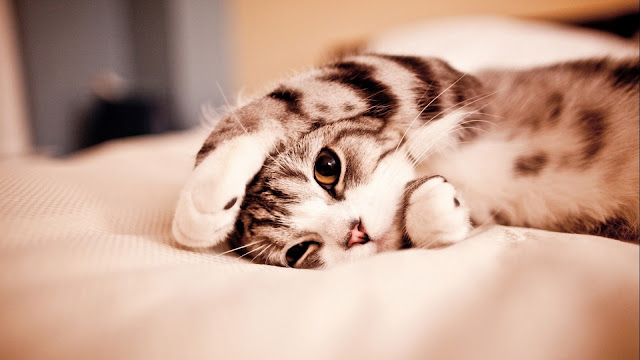 Lovely and Cute Wallpapers Lovely and Cute Wallpapers