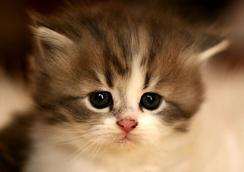 kawaii animal kawaii animal