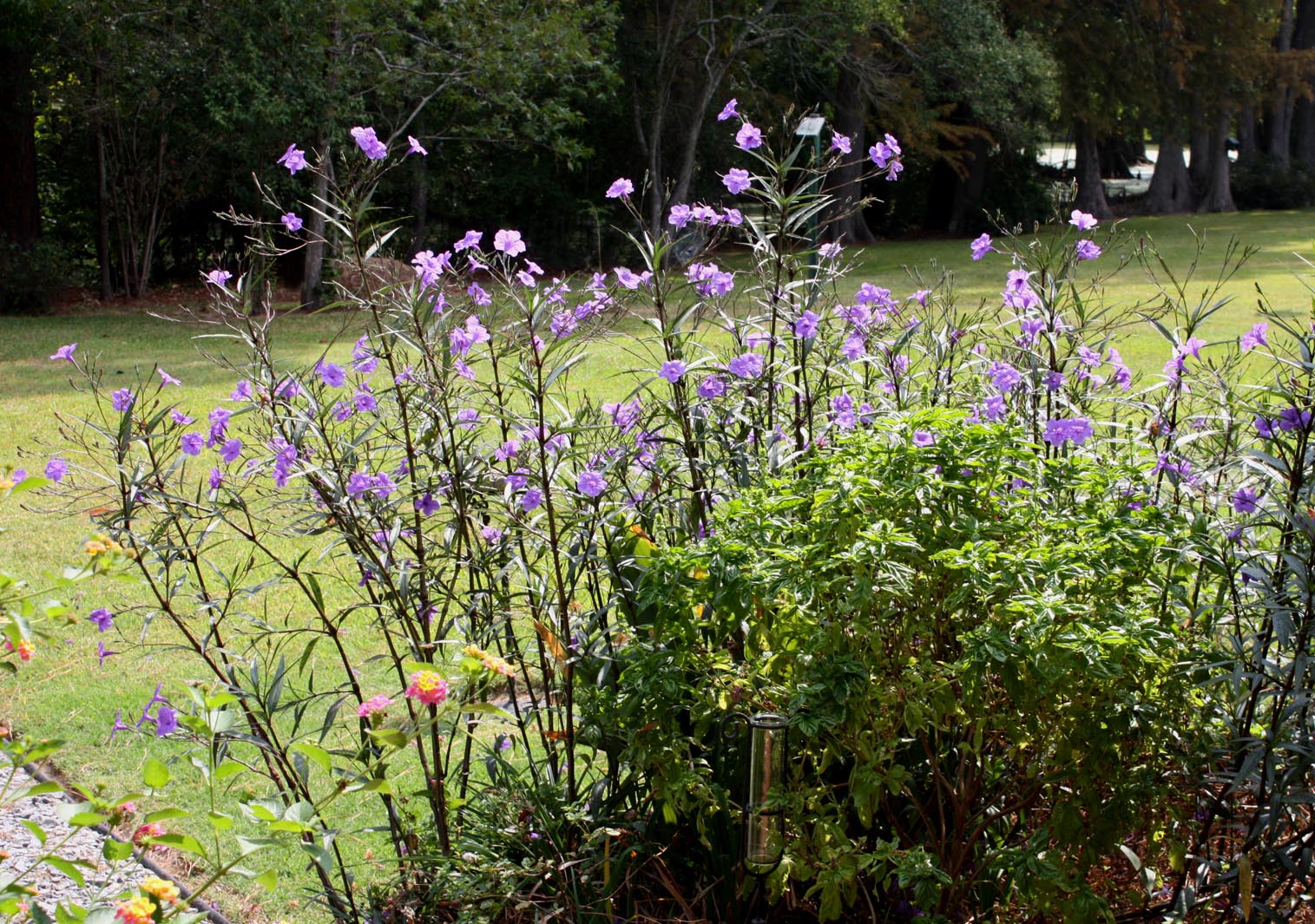 Southern Lagniappe Mexican Petunias