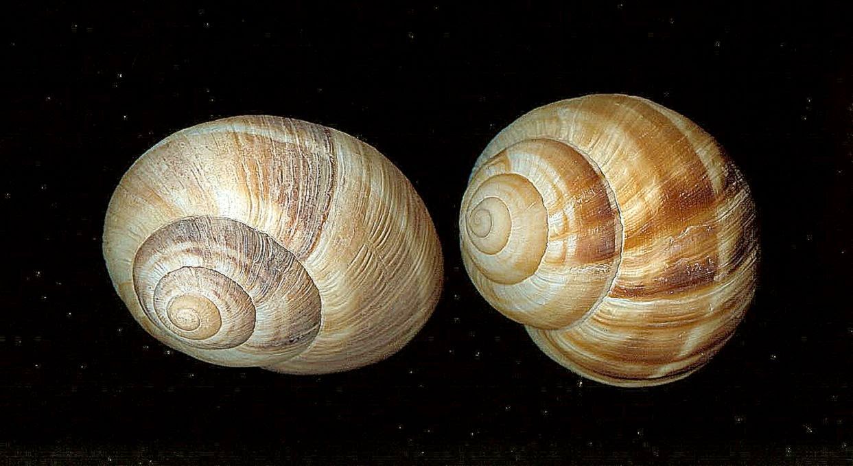 Stock Escargo Snail Shell by idolhands on DeviantArt Stock Escargo Snail Shell by idolhands on DeviantArt