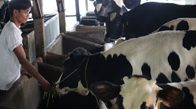 Đa số trại nuôi bò sữa của VN đều ở quy mô nhỏ lẻ, rất khó cạnh tranh được với sữa nhập khẩu từ các nước TPP (ảnh chụp tại trại bò sữa ở Củ Chi, TP.HCM) - Ảnh: Trần Mạnh
