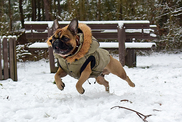 Hunde im Schnee Hunde im Schnee