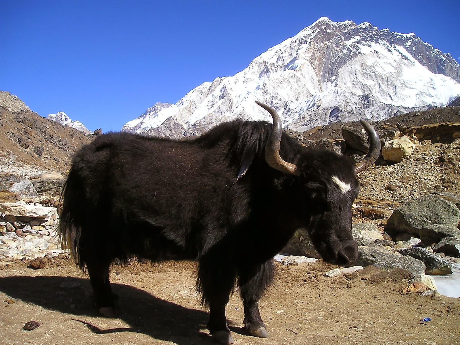 Yak Animals | Interesting Facts & Latest Pictures | All Wildlife