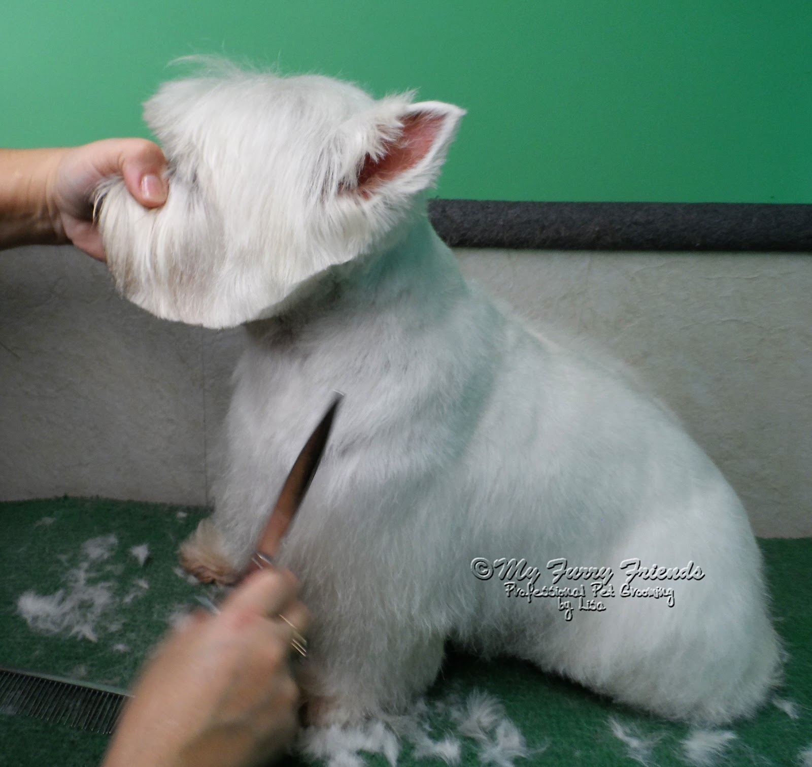 Pet Grooming The Good, The Bad, & The Furry 'Pet' Westie Cut