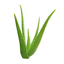 Pr 2 Pa 27 Kulturalnyterrier Aloe Vera Cari Out More About