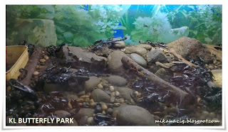 Malaysian Scorpions KL Butterfly Park with kids Reviews