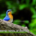 Borneo Bird Race 2014 Video