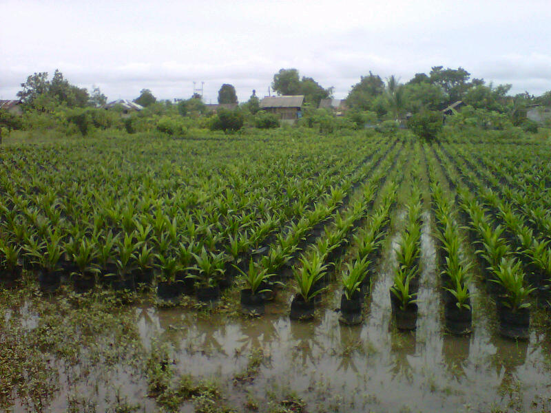 Jual Bibit Sawit Umur 6 Bulan ~ sawitnusantara.blogspot.com