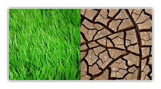 تأثير التلوث على الكائنات الحية Grass_by_conformity